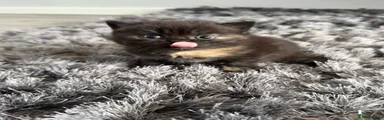 British Shorthair Kitten 6