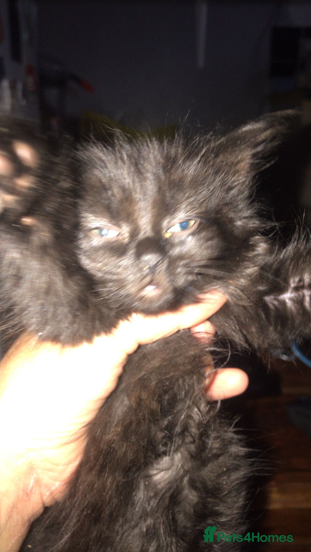 Domestic Shorthair cats for sale: Kittens for sale - Image 3