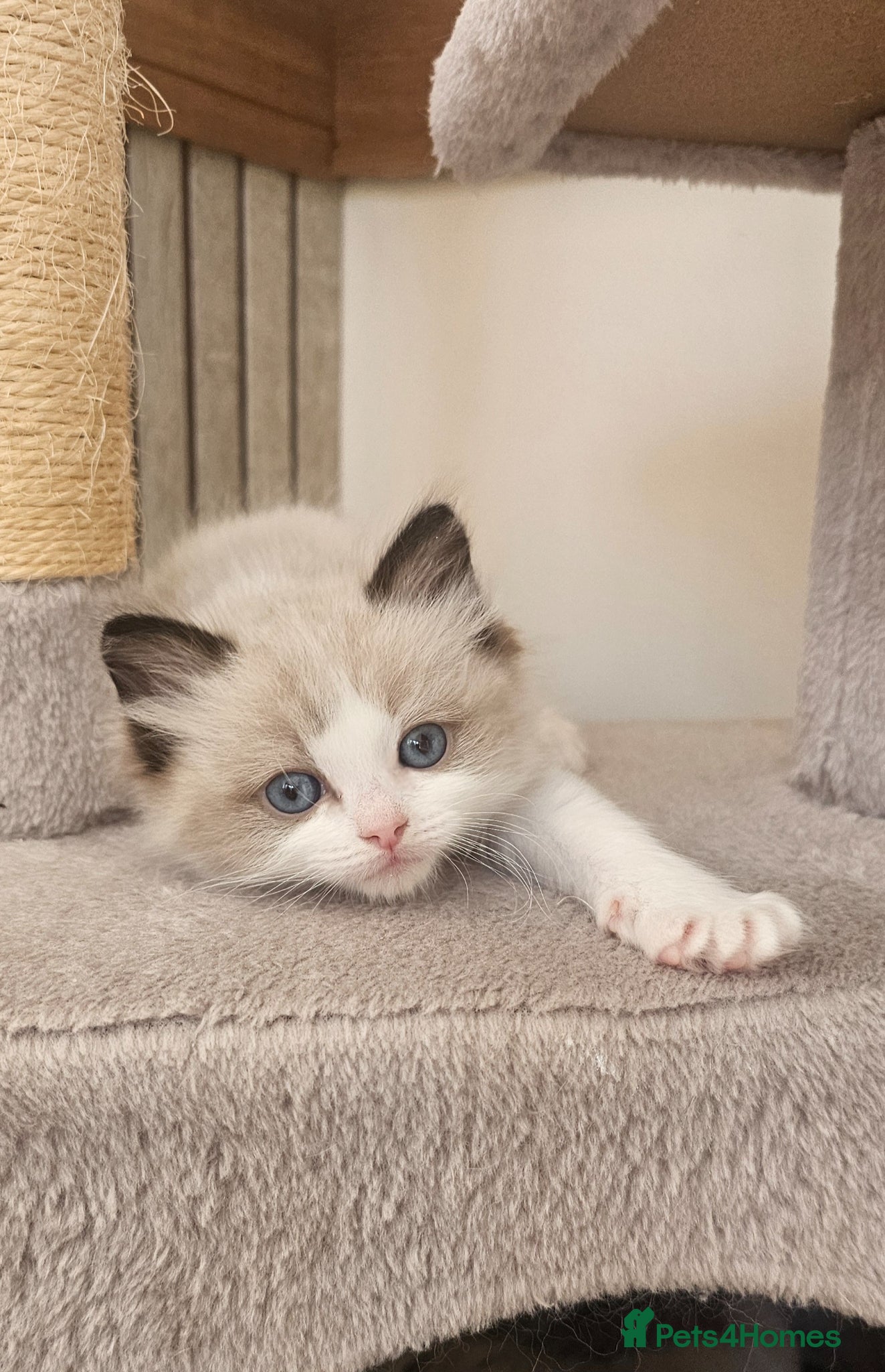 Ragdoll cats Ragdoll Tica Pedigree kittens - Advert 10