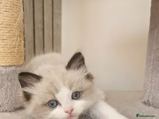 Ragdoll cats Ragdoll Tica Pedigree kittens - Advert 10