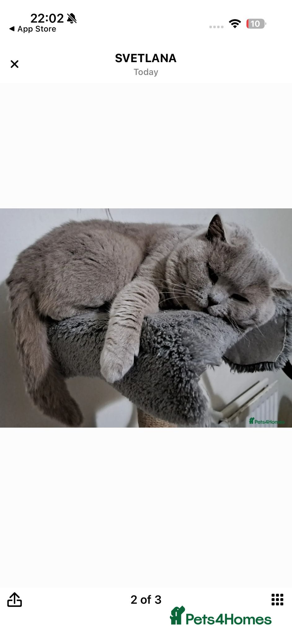 British Longhair cats Chunky BLH&BSH kittens. 2 kittens left. PETS ONLY - Advert 2