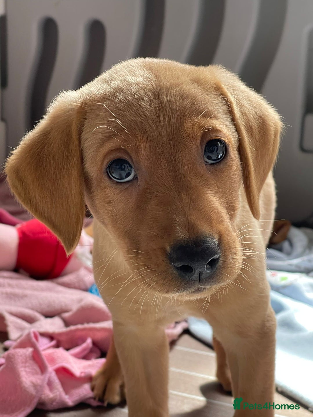 Labrador Retriever dogs for sale: KC registered Fox Red Labrador pup (last girl)🐾 in Saltcoats - Image 7