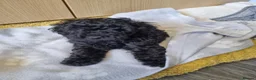 Poodle dogs for sale: Black poodle boy  - Advert 7