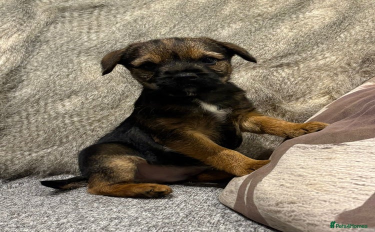 Border Terrier dogs - Advert 2