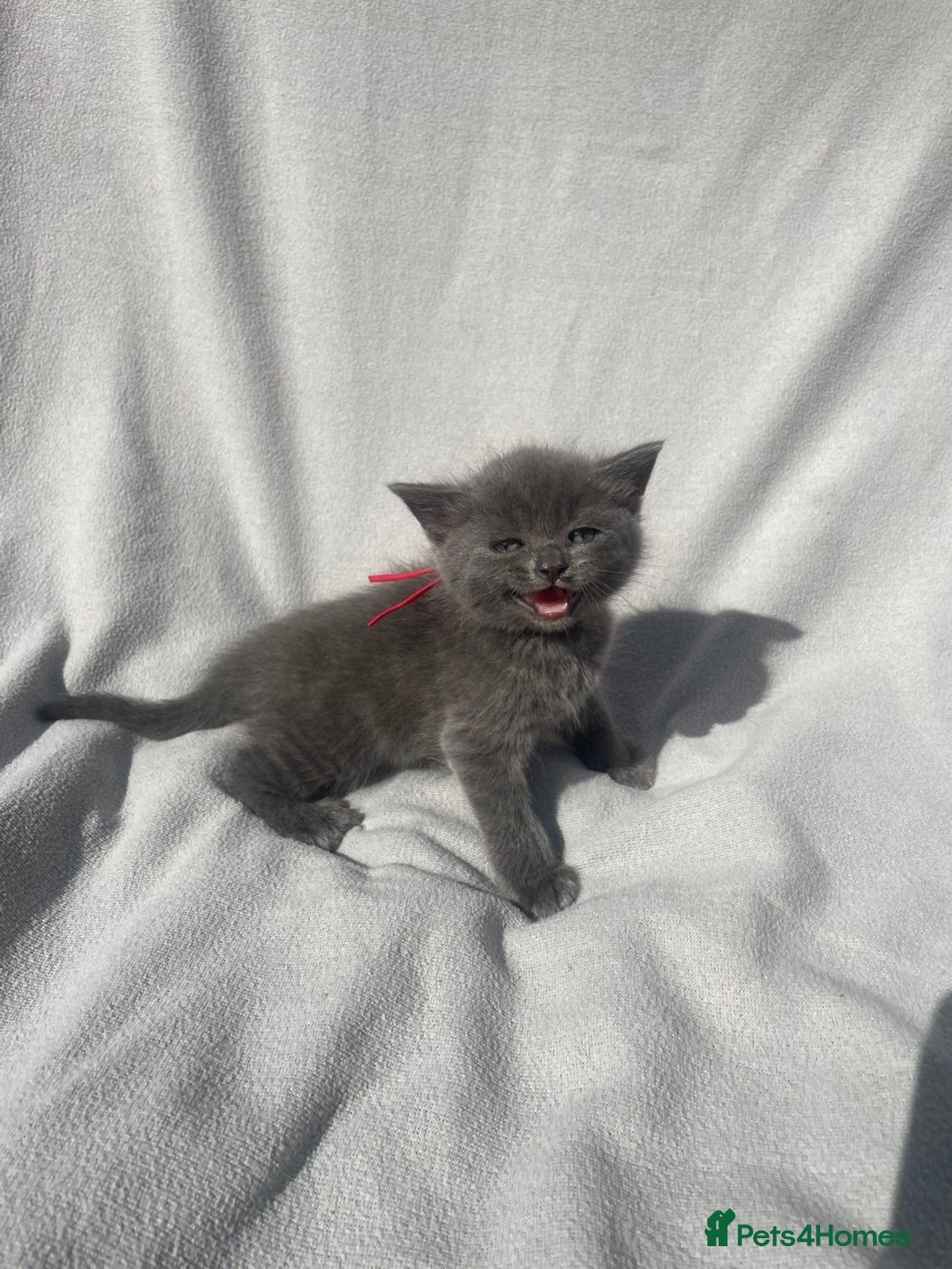 British Shorthair cats Irresistible Blue Kittens Looking For Forever Home - Advert 1