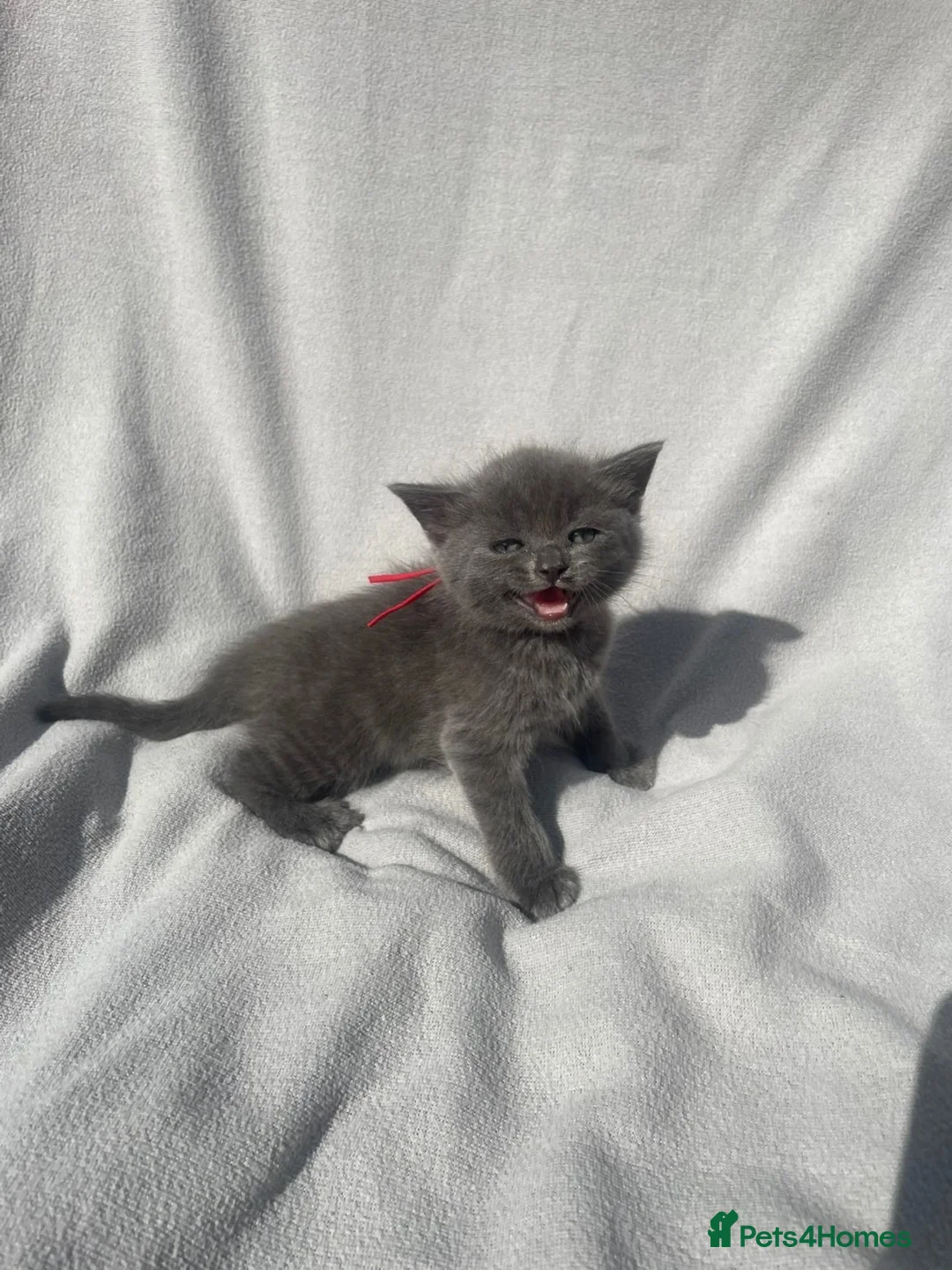 British Shorthair cats for sale: Irresistible Blue Kittens Looking For Forever Home - Advert 1