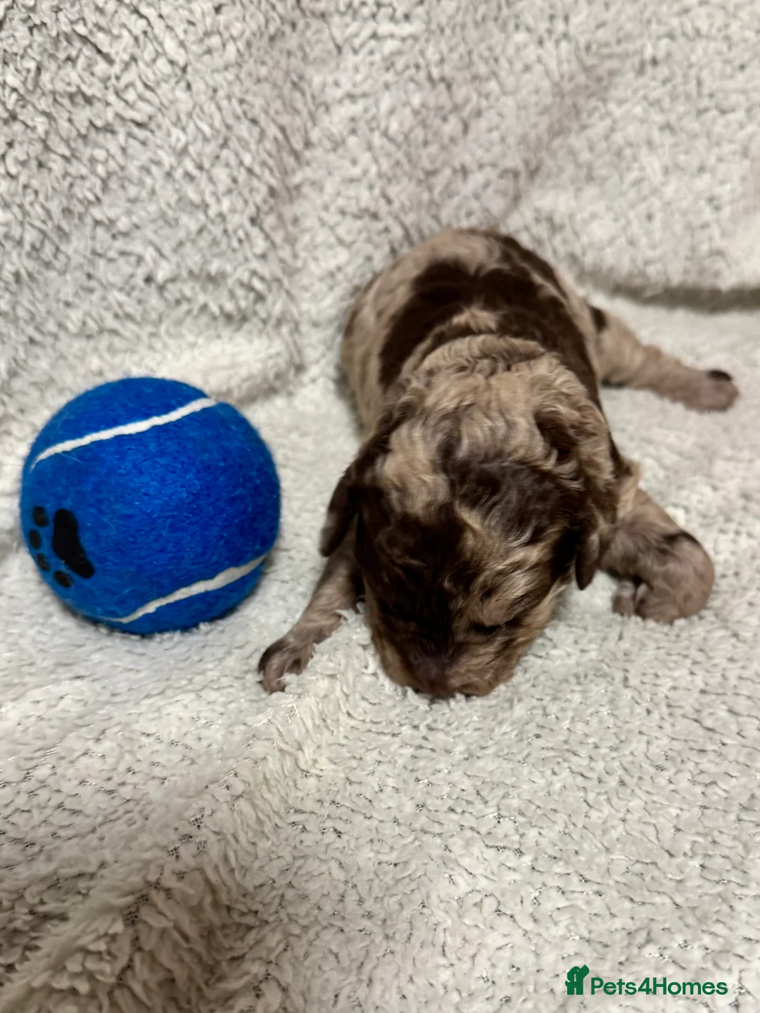 Cockapoo dogs for sale: Stunning F1bb toy cockerpoo puppies - Advert 9