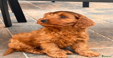 Cockapoo dogs - Advert 8