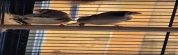 Finches birds for sale: Zebra Finch bonded Male & Female pair in Southminster - Advert 2