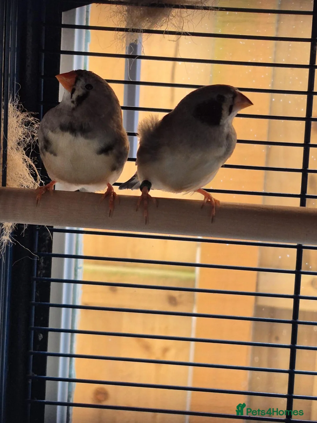 Finches birds for sale: Zebra Finch bonded Male & Female pair in Southminster - Advert 2