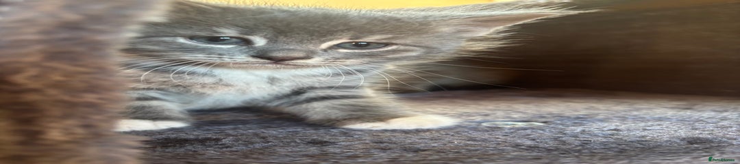 British Shorthair Kitten 2