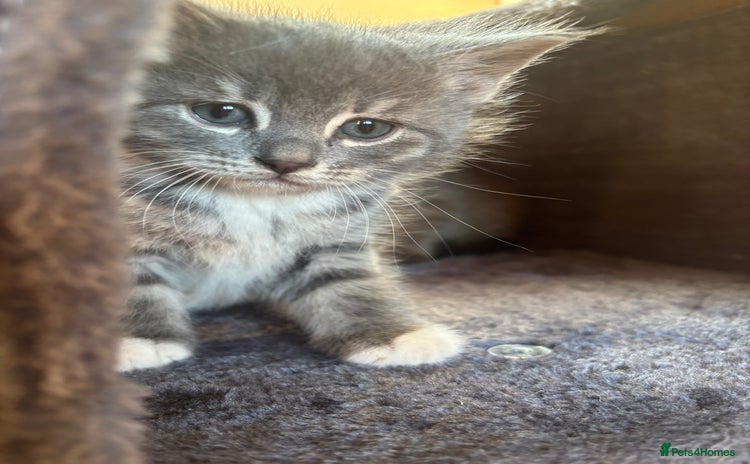 British Shorthair cats 3 male, 2 female British shorthair - Advert 4