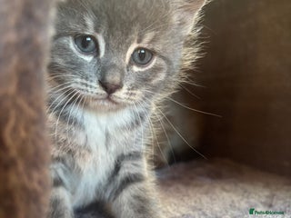 British Shorthair cats 3 male, 2 female British shorthair - Advert 4