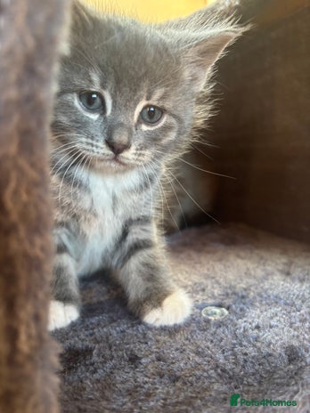 British Shorthair cats 3 male, 2 female British shorthair - Advert 1