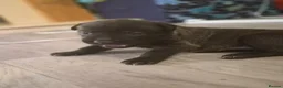 Mixed Breed dogs for sale: Bull herders  - Advert 8