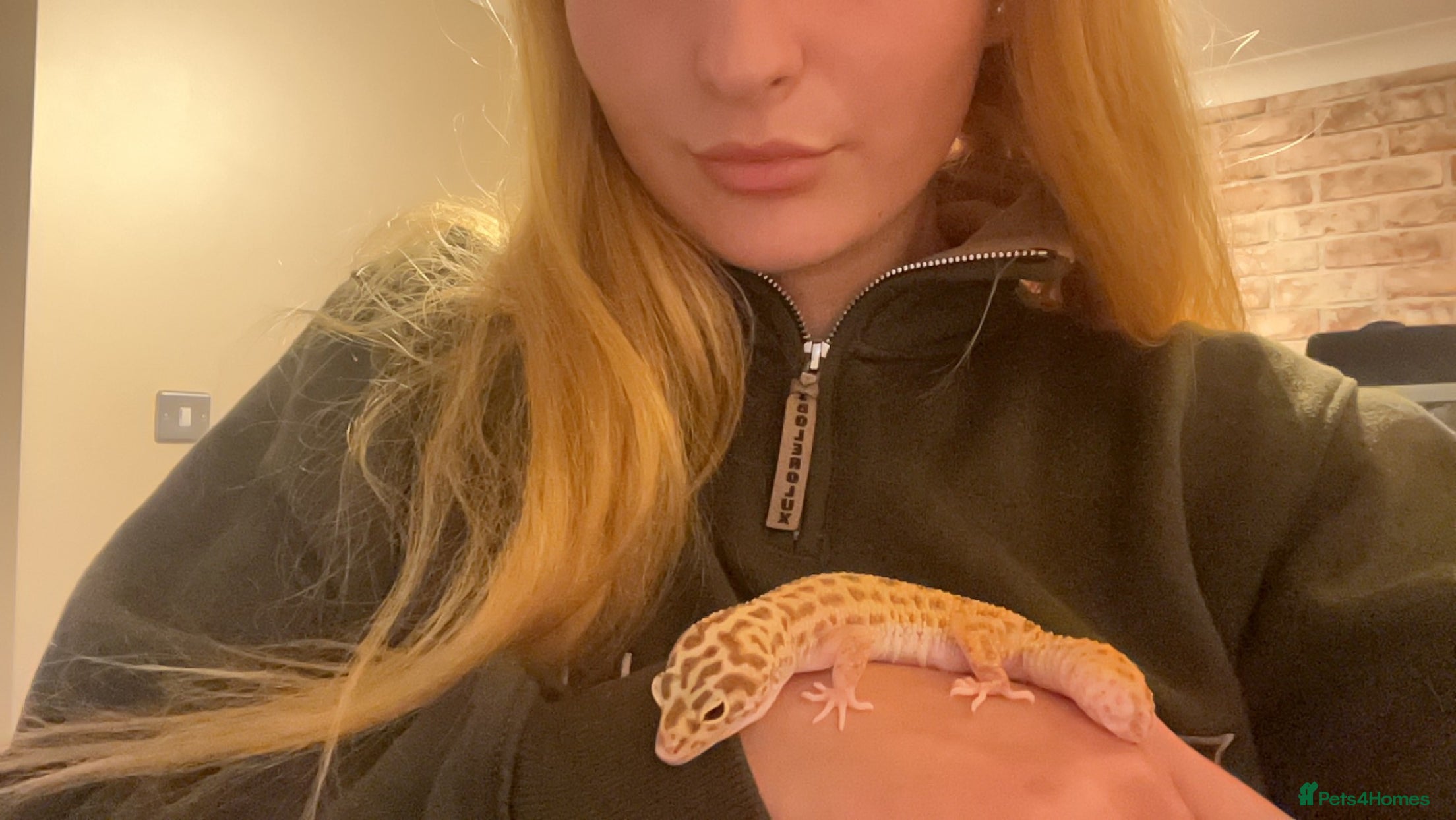 Leopard Gecko reptiles 5 Yr old Raptor leopard gecko  - Advert 2