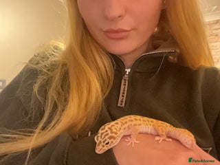 Leopard Gecko reptiles 5 Yr old Raptor leopard gecko - Advert 2