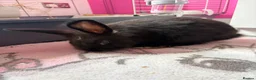 Mixed Breed rabbits for sale: Rabbits for sale x2 in Glasgow - Advert 5