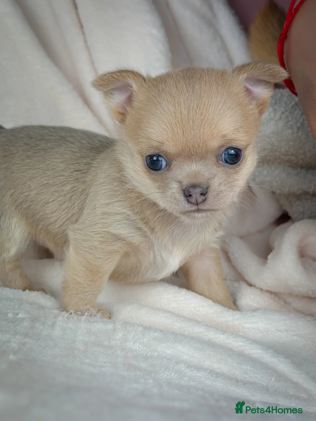 Chihuahua dogs for sale: Short- haired Chihuahua girls - Advert 3