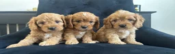 Cavapoo dogs for sale: Stunning F1 Cavapoo health tested parents  - Advert 12