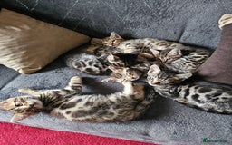 Bengal cats for sale: Bengal kittens  - Image 7