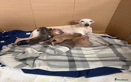 Italian Greyhound dogs for sale: Italian greyhound puppies  - Image 4