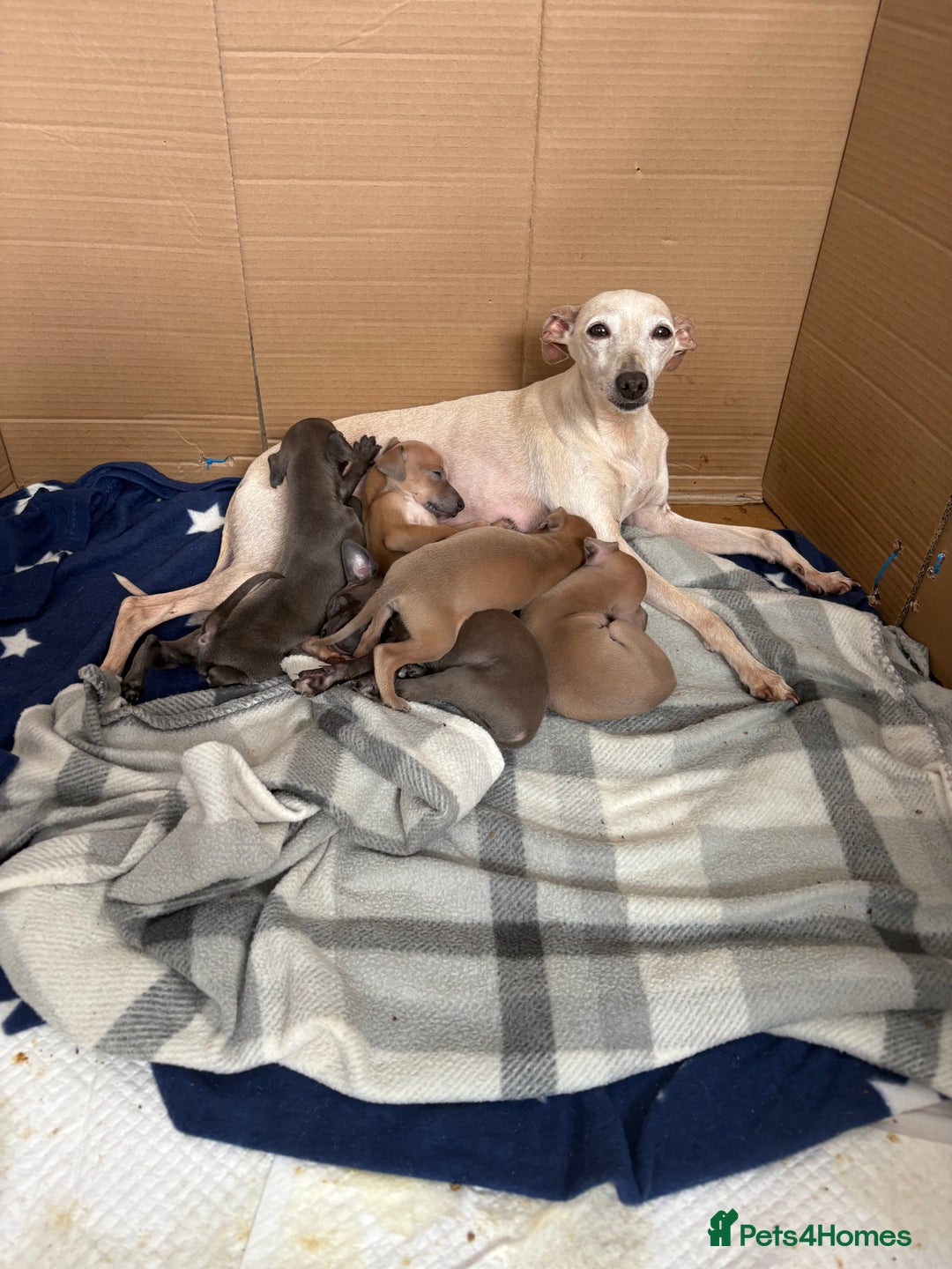 Italian Greyhound dogs for sale: Italian greyhound puppies  - Image 4