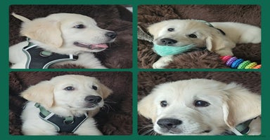Golden Retriever dogs - Advert 12