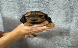 Miniature Dachshund dogs for sale: Amazing Champ Bloodlines Mini Dachshunds ✨ - Image 9