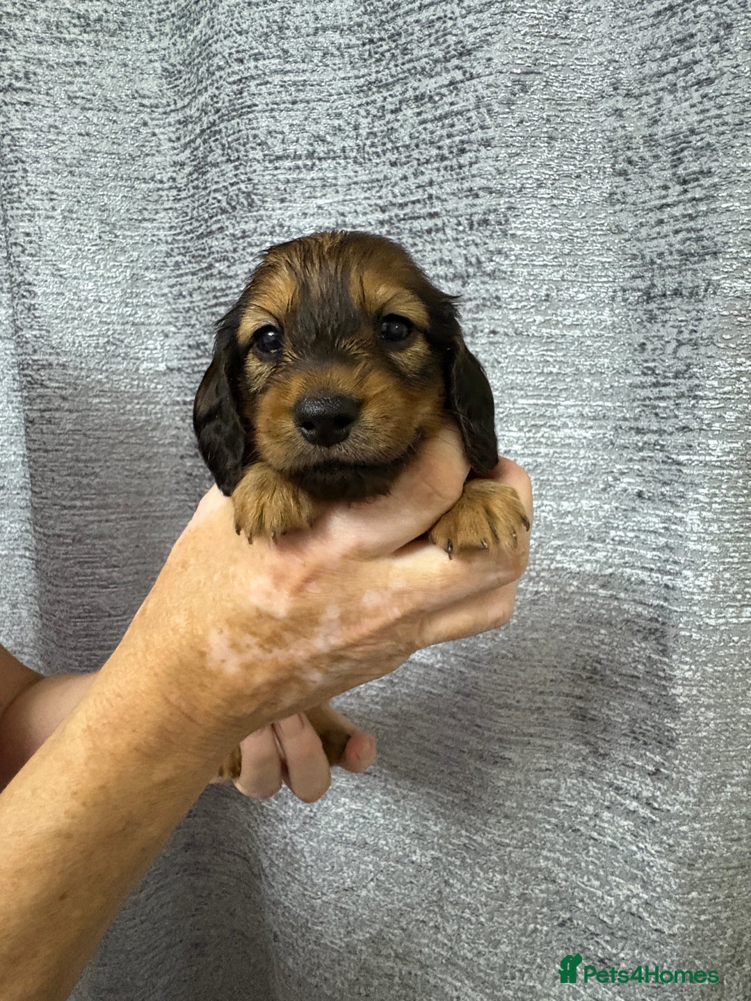 Miniature Dachshund dogs for sale: Amazing Champ Bloodlines Mini Dachshunds ✨ - Image 9