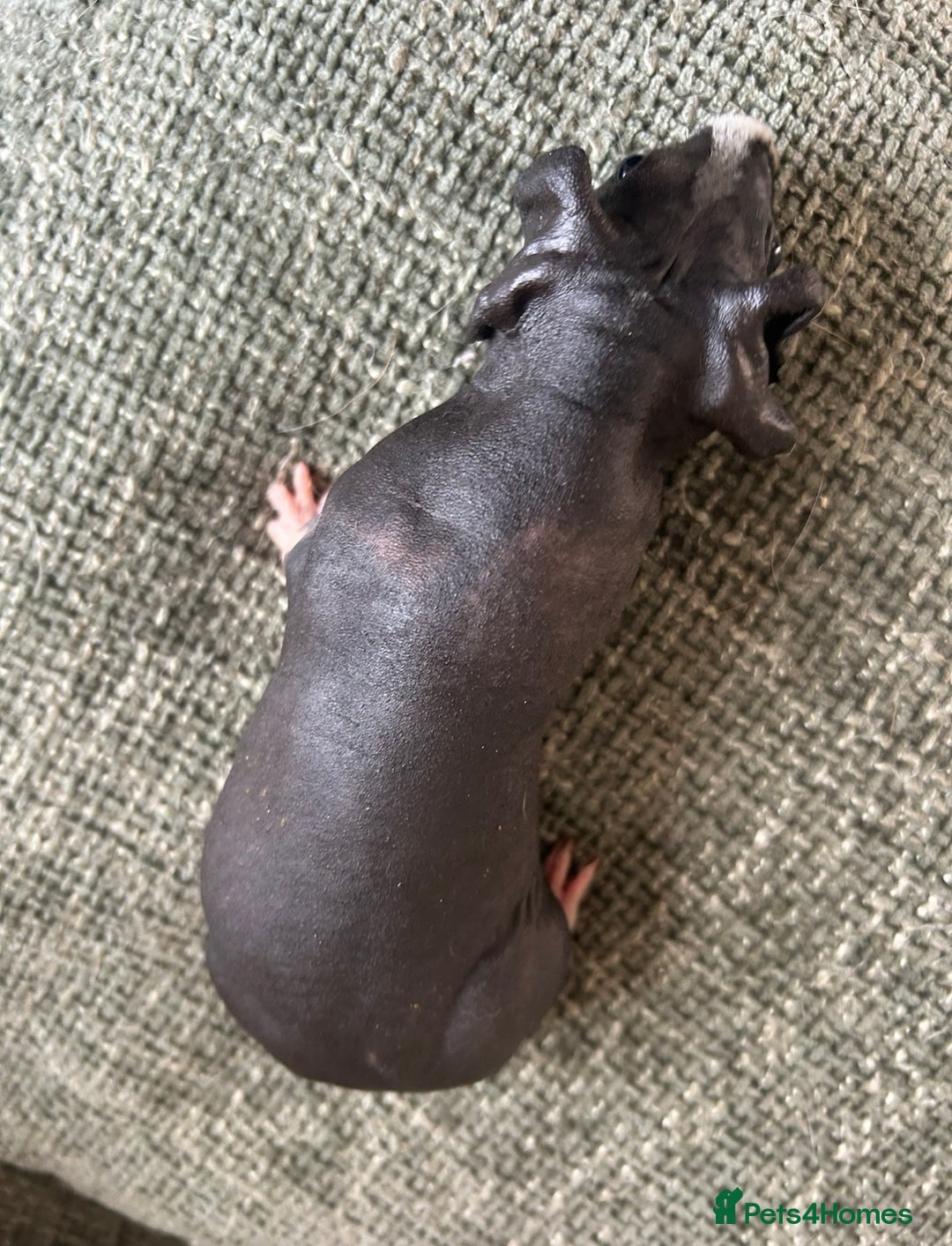Guinea Pig rodents for sale: Pretty female skinny pig for sale ready now  - Image 3
