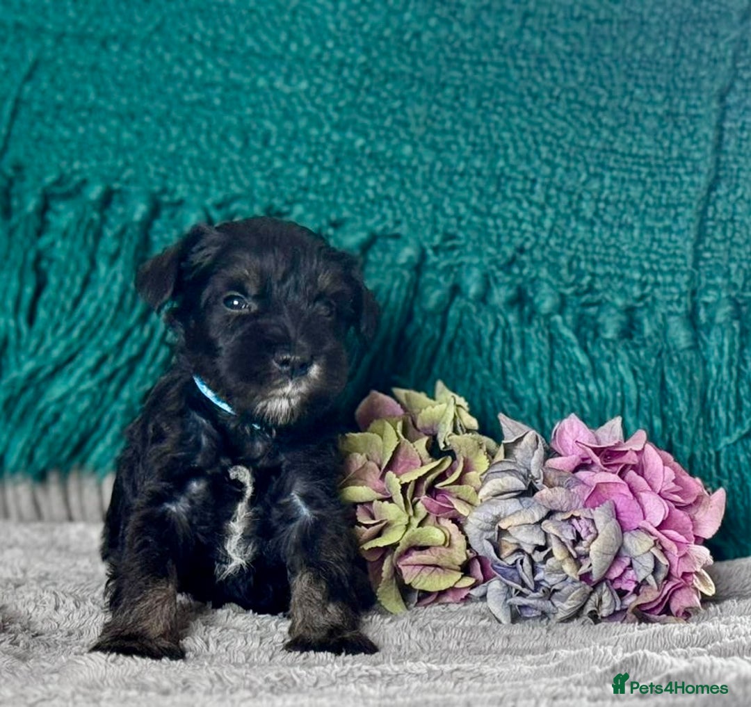 Miniature Schnauzer dogs for sale: Cutest KC Miniature Schnauzers - 3 boys/2 girls - Image 6