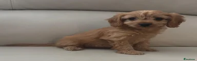 Cavapoo 4