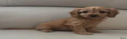 Cavapoo dogs for sale: Cavapoo puppies - Advert 7