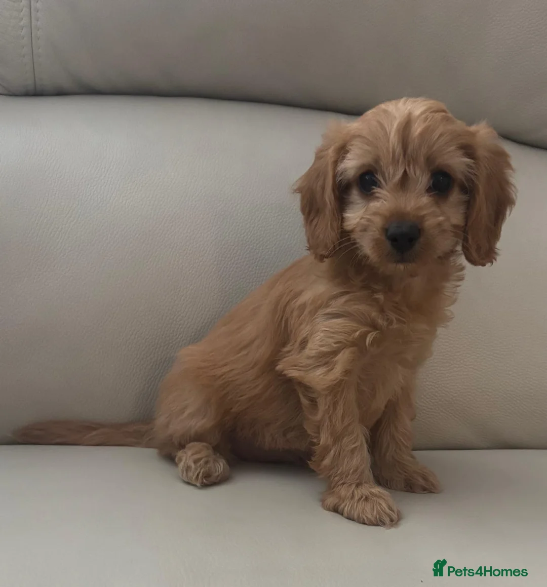 Cavapoo dogs for sale: Cavapoo puppies - Advert 7