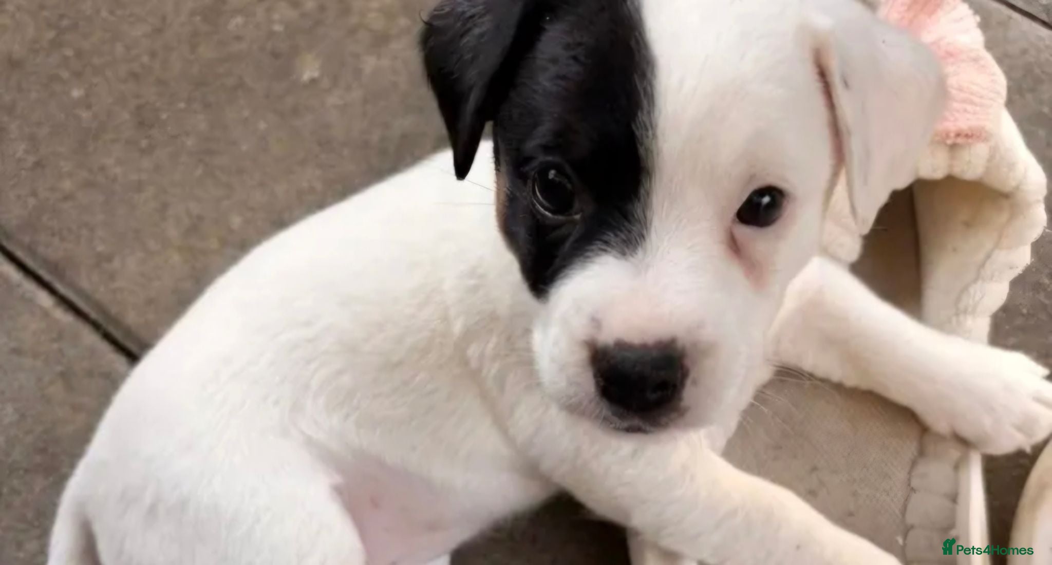 Jack Russell dogs Jackrussell puppys - Advert 11