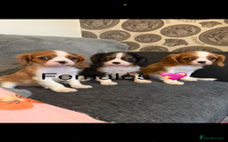 Cavalier King Charles Spaniel dogs for stud: Kc dna clear cavalier boy for stud  in Huddersfield - Image 12