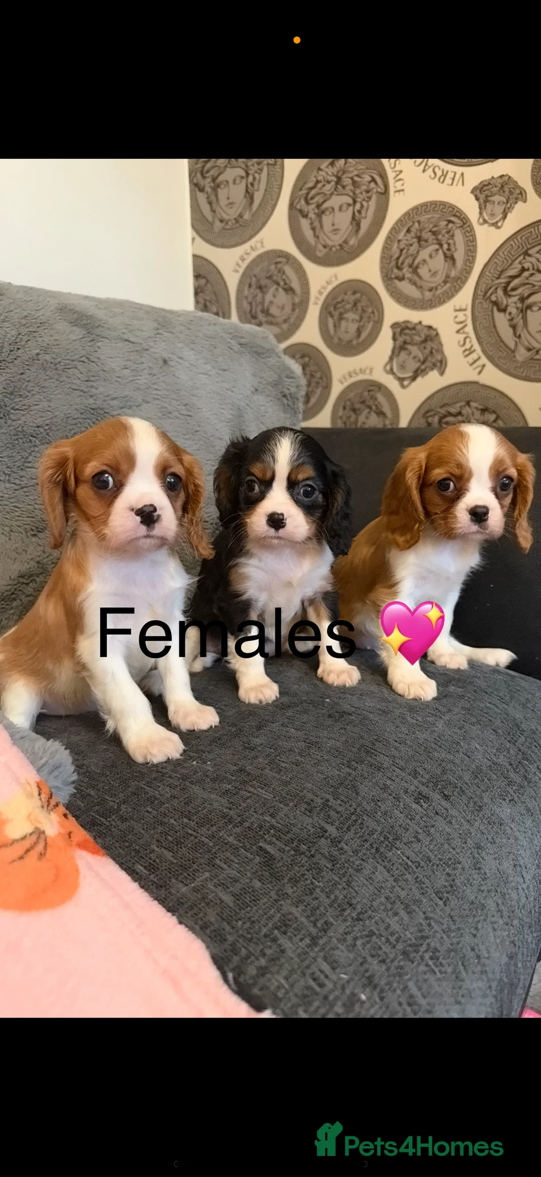 Cavalier King Charles Spaniel dogs for stud: Kc dna clear cavalier boy for stud  in Huddersfield - Advert 12