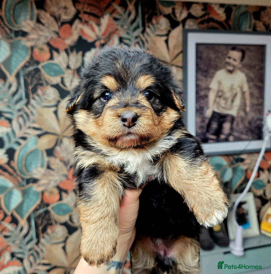 Welsh Corgi Pembroke dogs for sale: Stunning Corgipoo Puppies.  - Advert 1