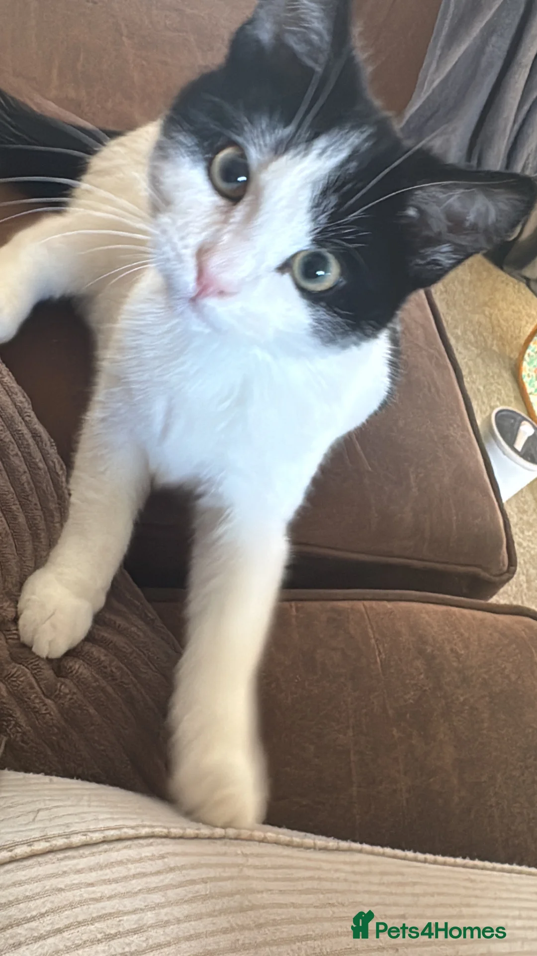 British Shorthair cats for sale: 5 month male kitten - Advert 2