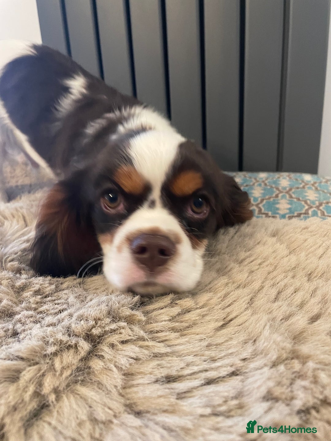 Cavalier King Charles Spaniel dogs for sale: Chocolate tri cavalier king charles - Image 6