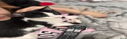 Mixed Breed cats for sale: Bella in Birmingham - Advert 2