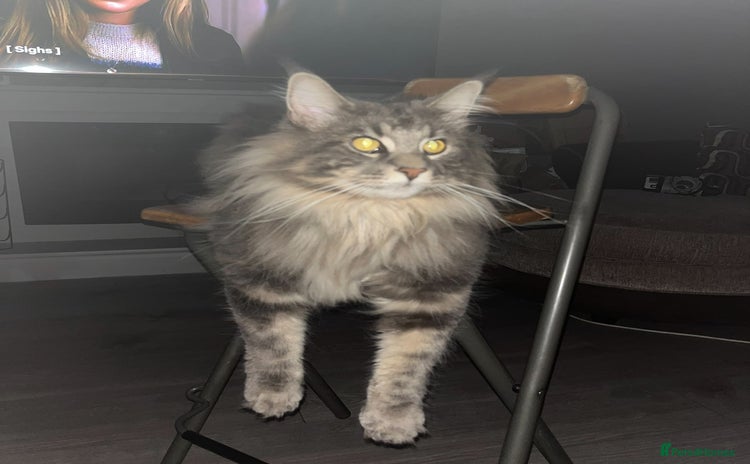 Maine Coon cats - Advert 1