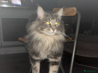 Maine Coon cats for sale - Advert 2