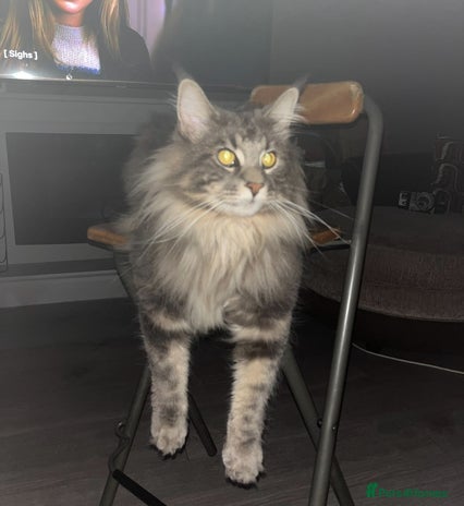 Maine Coon cats - Advert 1