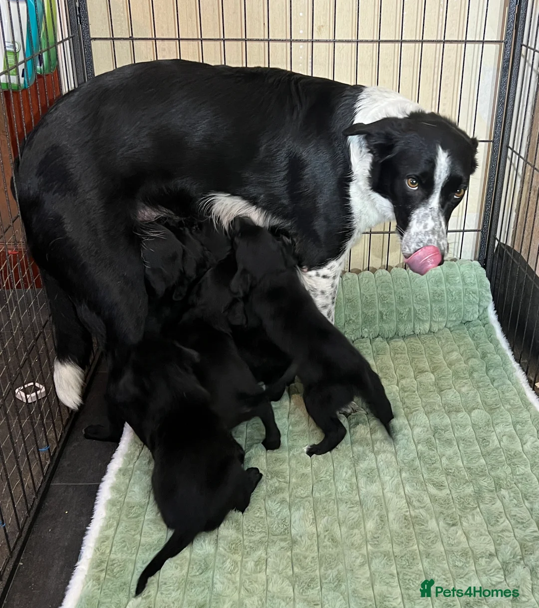 Borador dogs for sale: Most Intelligent BORADOR Puppies, Healthy, Happy  - Advert 1