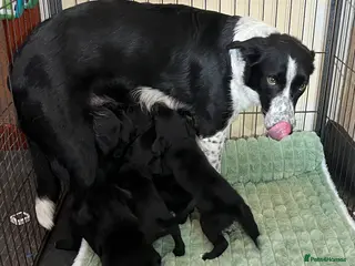 Borador dogs Most Intelligent BORADOR Puppies, Healthy, Happy - Advert 2