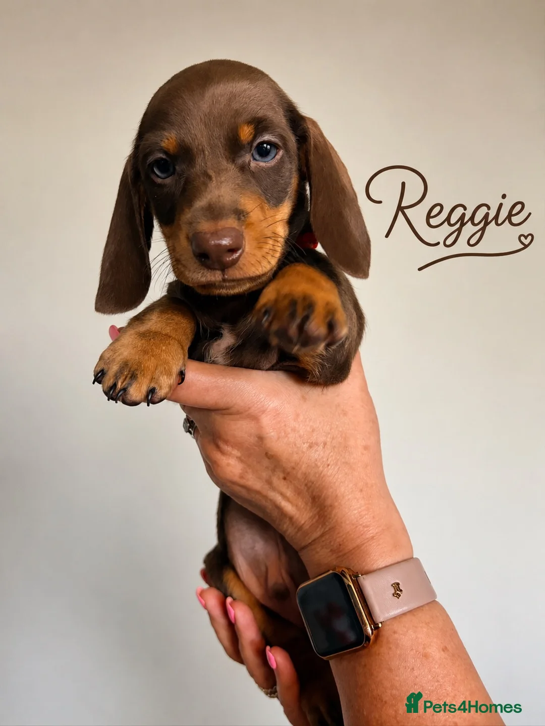 Miniature Dachshund dogs for sale: 4 chocolate & tan mini dachshunds all boys - Advert 5