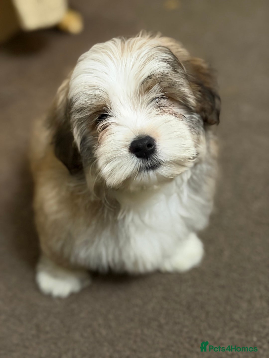 Havanese dogs for sale: ***Amazing Havanese Puppies *** - Advert 19