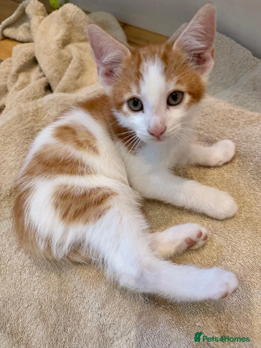 Mixed Breed cats for sale: Stunning Mixed Breed Kittens in London - Advert 14